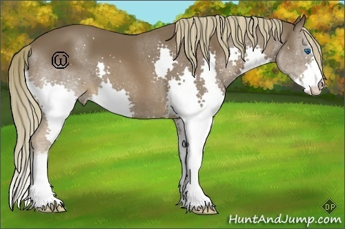 Horse Color:Liver Chestnut Splash 