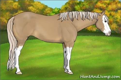 Horse Color:Unknown 