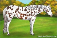 Horse Color:Bay Appaloosa 
