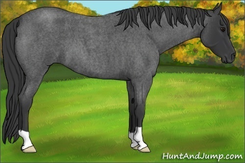 Horse Color:Blue Roan 