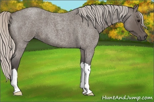 Horse Color:Silver Blue Roan 