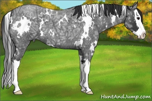 Horse Color:White Spotted Blue Ice Roan Splash 