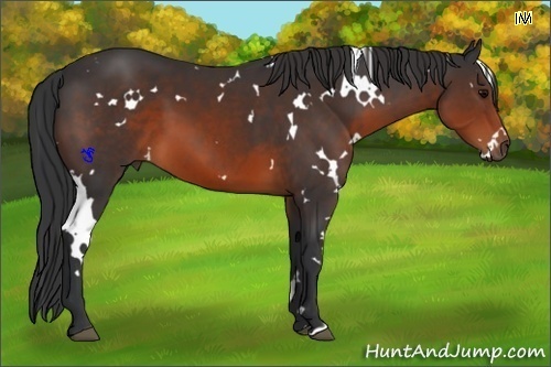Horse Color:White Spotted Brown 