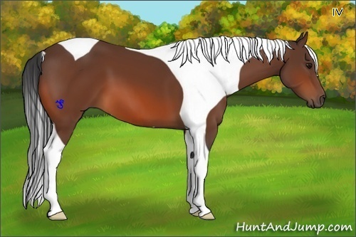 Horse Color:Bay Tobiano 