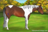 Horse Color:Bay Tobiano 