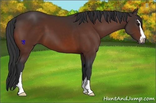 Horse Color:Bay Sabino 