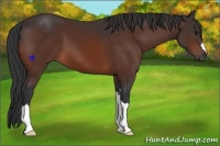 Horse Color:Bay 
