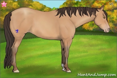 Horse Color:Amber Champagne 