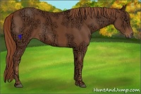 Horse Color:Chestnut Ice Sabino 