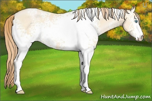 Horse Color:White Spotted Buckskin Pearl 
