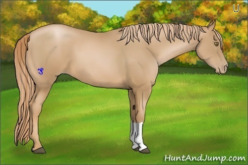 Horse Color:Chestnut Pearl 