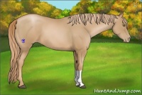 Horse Color:Chestnut Pearl