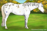 Horse Color:White Spotted Buckskin Splash Appaloosa 