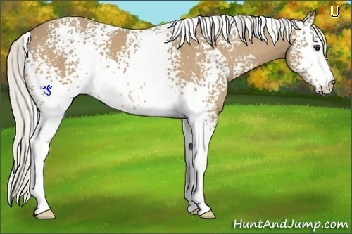 Horse Color:White Spotted Silver Buckskin 