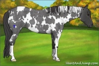 Horse Color:White Spotted Smoky Blue Roan 