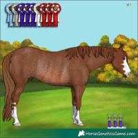 Horse Color:Chestnut Rabicano 