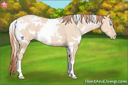 Horse Color:White Spotted Buckskin Pearl 