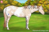 Horse Color:White Spotted Buckskin Pearl 
