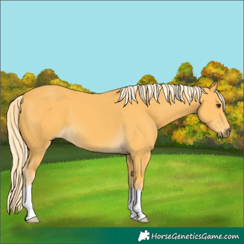 Horse Color:Palomino