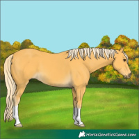 Horse Color:Palomino