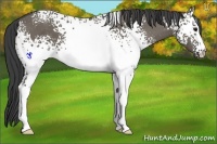 Horse Color:White Spotted Smoky Grullo 