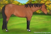 Horse Color:Bay Roan 