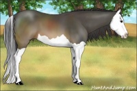 Horse Color:Buckskin Splash 