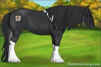 Horse Color:Black Tobiano 
