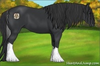 Horse Color:Black Tobiano 