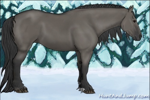 Horse Color:Grullo 
