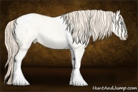 Horse Color:Perlino Roan Tobiano
