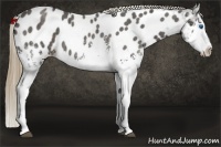 Horse Color:White Spotted Liver Red Roan Splash Near Leopard