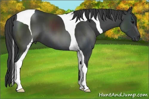 Horse Color:Black Tobiano 