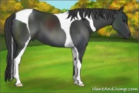 Horse Color:Black Tobiano