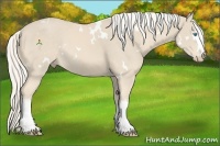 Horse Color:White Spotted Cremello Rabicano