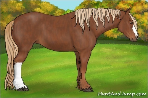 Horse Color:Chestnut  Brindle