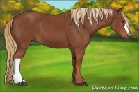 Horse Color:Chestnut  Brindle