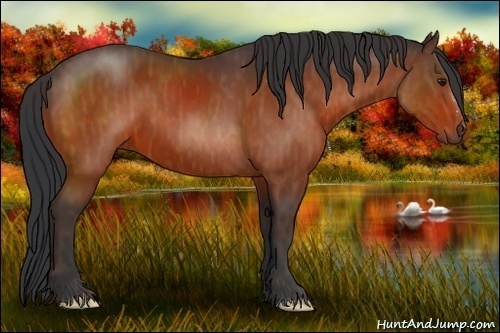 Horse Color:Bay  Brindle