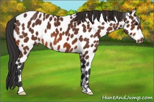 Horse Color:Bay Appaloosa 