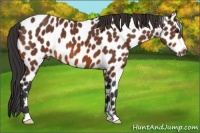 Horse Color:Bay Leopard