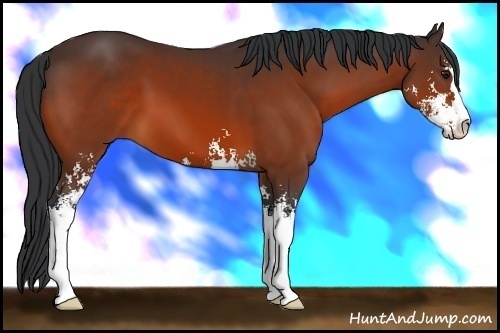 Horse Color:Bay Sabino 