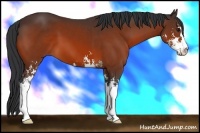 Horse Color:Bay Sabino