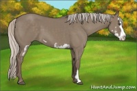 Horse Color:Silver Grullo Splash Frame 