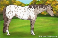 Horse Color:Classic Champagne Ice Near Leopard 