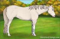 Horse Color:Perlino 