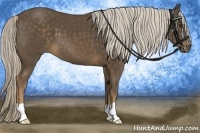 Horse Color:Chocolate Palomino 
