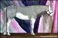 Horse Color:Blue Ice Roan Splash Appaloosa 