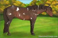 Horse Color:White Spotted Liver Chestnut 