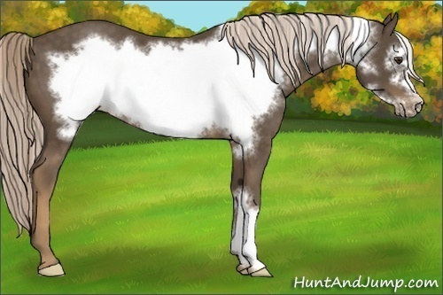 Horse Color:Chocolate Palomino Frame 