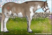 Horse Color:Liver Chestnut Splash 